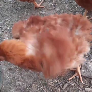 A little chicken with her friends