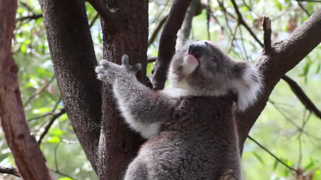 Koala climbing on tree