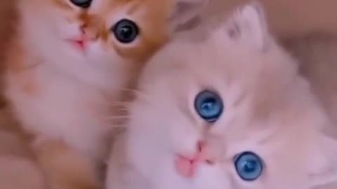 Cat synchronized