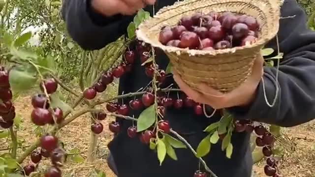 Farm Fresh Ninja Fruit Cutting Desi Satisfying Fruit Ninja Fruit Ideas | Amazing Fruits Video