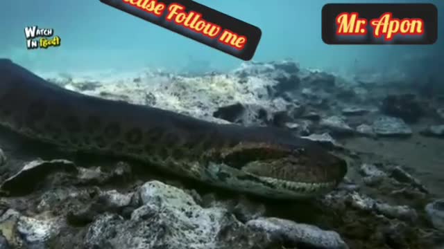 History of Anaconda ... See and enjoying