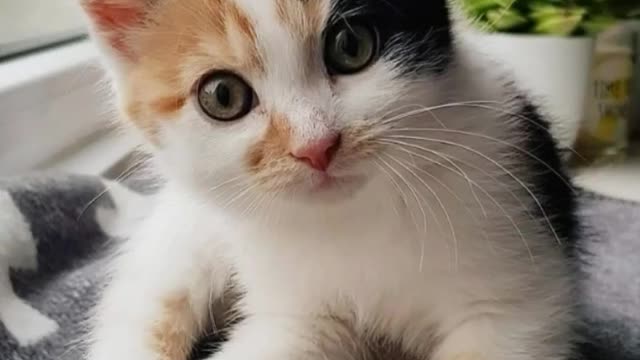 Cute Kittens| Cute Baby Cats