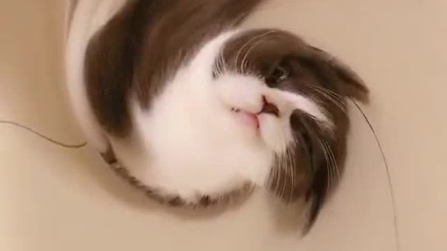 The kitten is lying lazily on the ground, I will spin it
