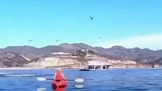 Warning! Humpback whale swallows women on kayak