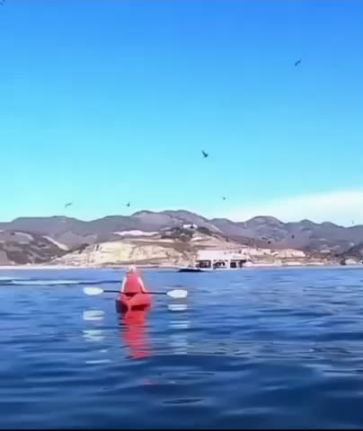 Warning! Humpback whale swallows women on kayak