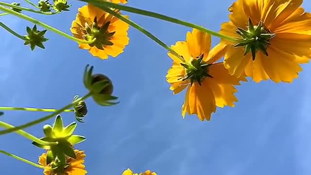 Beautiful sunflowers