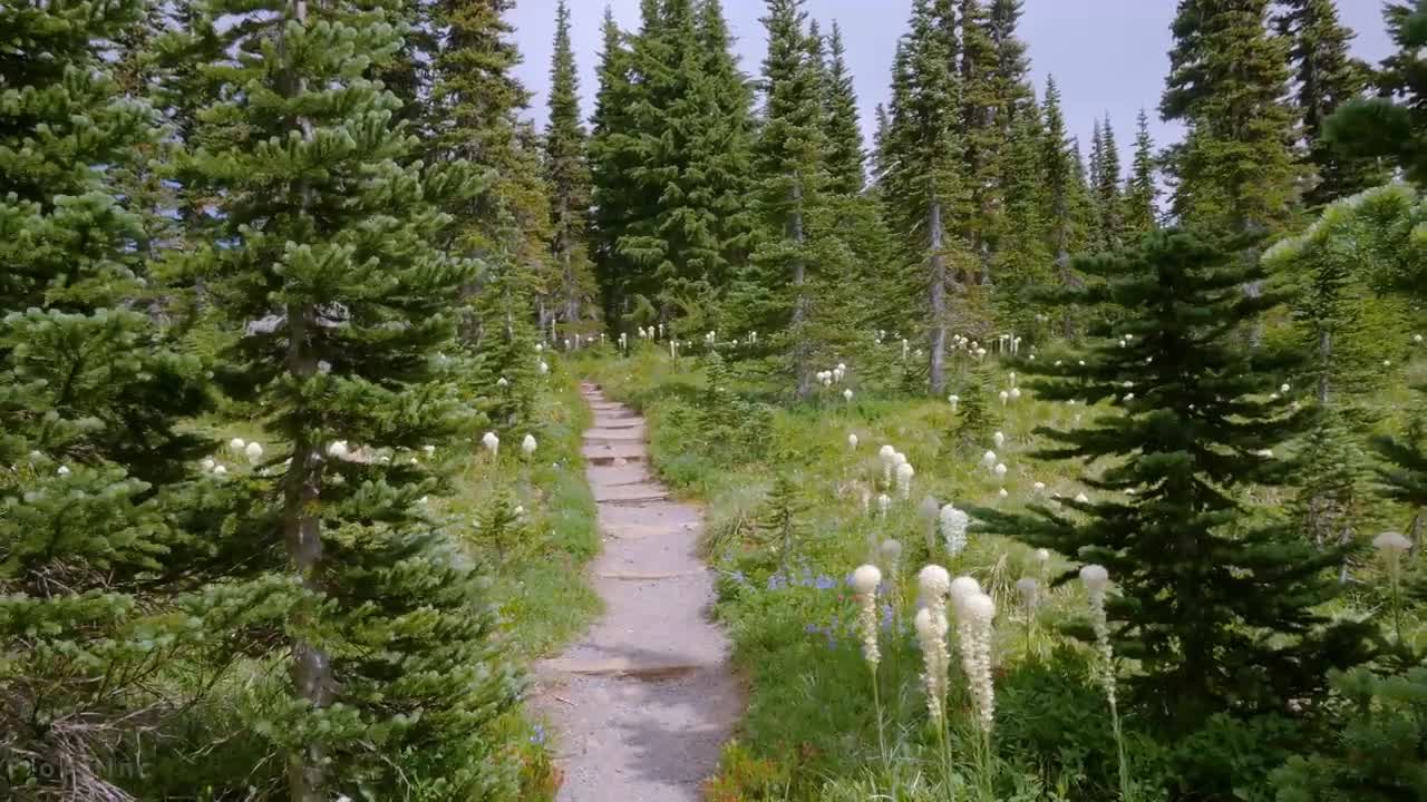 Mount Rainier National Park - Nature Relax Video, Summer Scenery