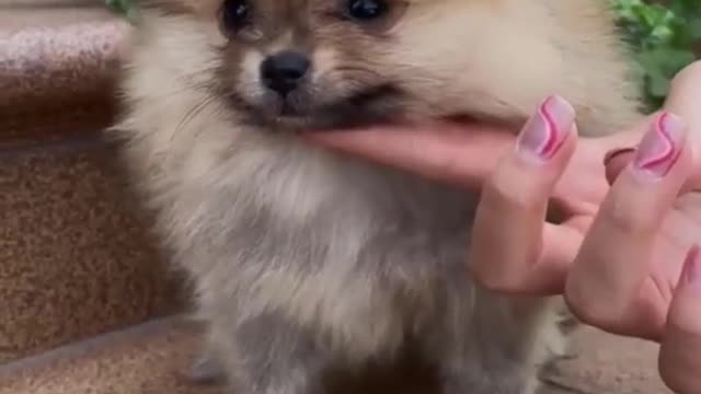 Little Pomeranian Puppy
