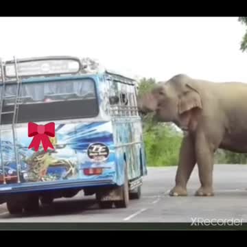 Elephant attack passengers bus