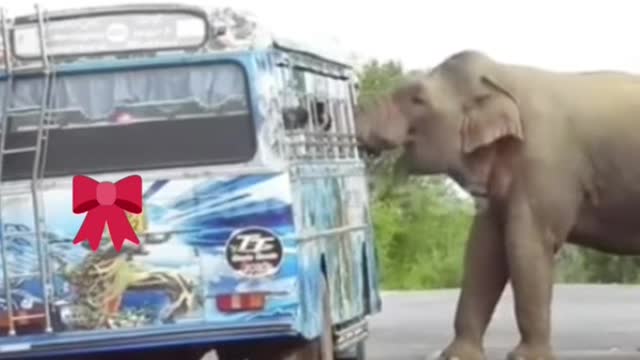 Elephant attack passengers bus