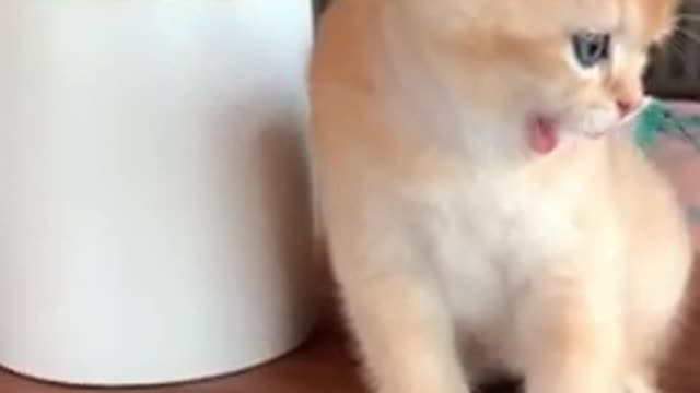 Angry 👿 🤬 cat