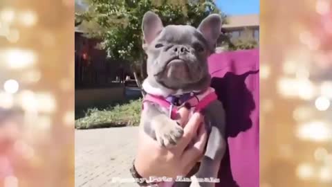 Cute Puppy and Funny Dogs