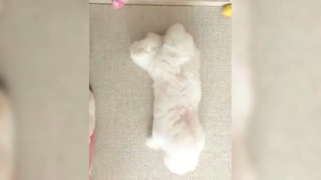 White Poodle: Congratulations!