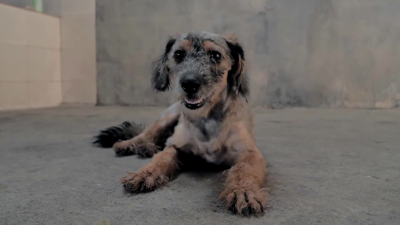 Lonely stray dog lying on the floor in shelter, suffering hungry miserable life