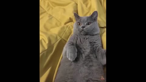 Funniest Animals - Best Of The 2021 Funny Animal Videos #57