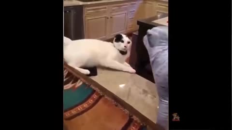 Funny Animals videos - Try not to Laugh !!