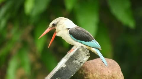 Green bird songs
