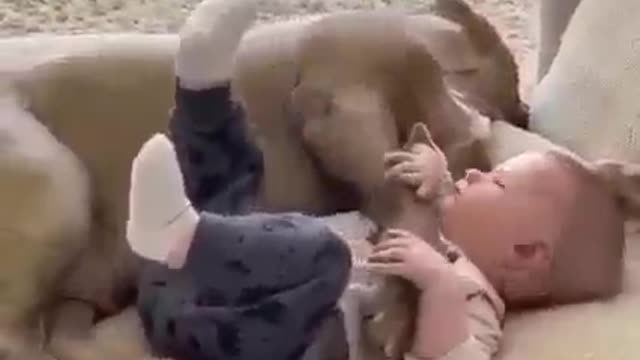 a dog love with the baby