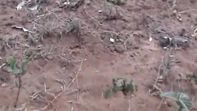 Tracking and Sexing a Leopard Tortoise -'Little Five' - Kwazulu Natal, South Africa_Cut.mp4