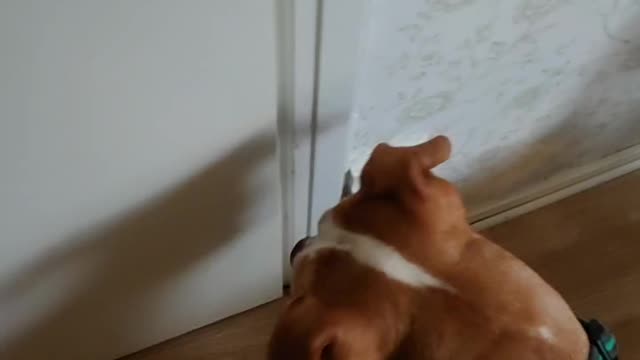 Diva the dog