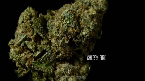 Cherry Fire Bud 🎵