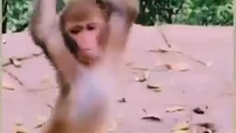 A monkey Dance