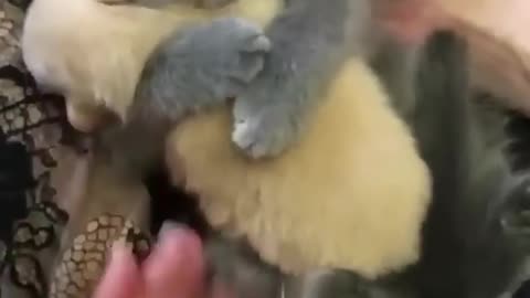 cutecats