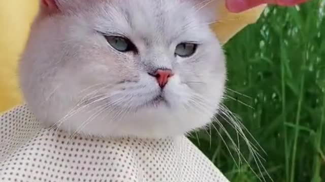 Cat video Playing Cat video Playing cute cat video-funny cat video