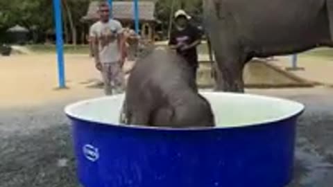 Funny video with animals! 😺 You will laugh
