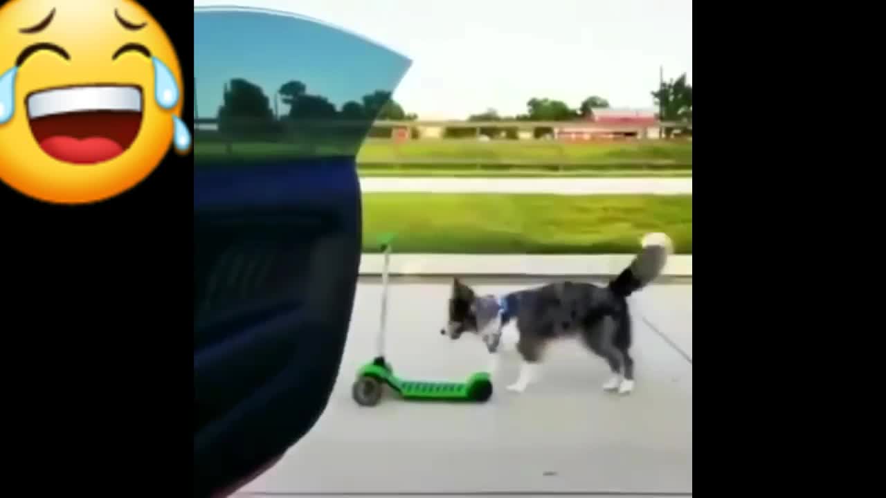 every funny animal