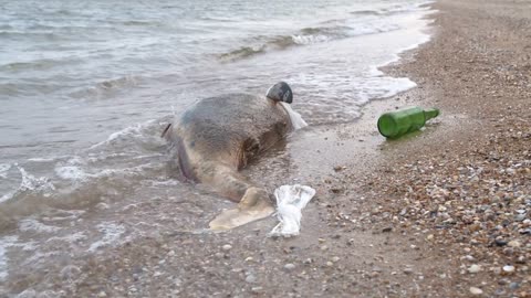 Dead dolphin at Polluted Waters . Sea pollution toxic plastic garbage