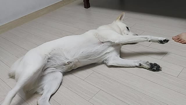 Happy day dog
