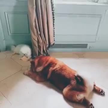 20190601文贵先生视频：两狗相遇勇者胜，snow与笨笨的抢食之战，输赢不在大小