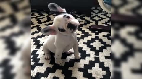 Funny pet little girl is biting puppy's ear