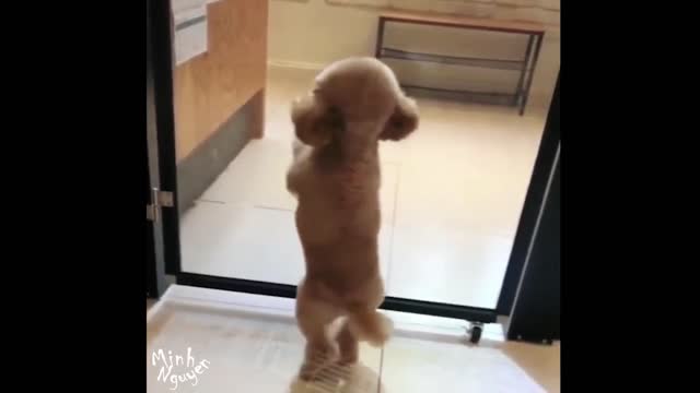 CUTE PETS SERIES: DON'T LET ME ALONE