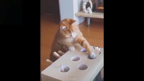 Cute cats playing funny video