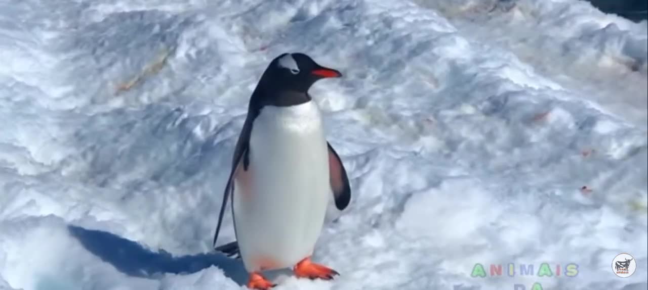 Penguin bird