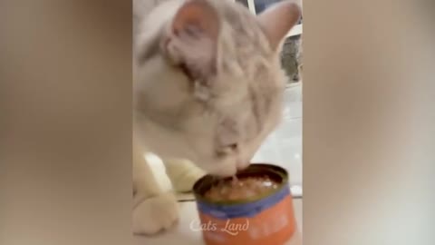 OMG So Cute Cats ♥ Best Funny Cat Videos 2021