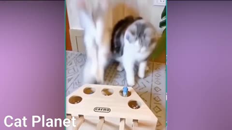 funny and cute cat compilation 2021