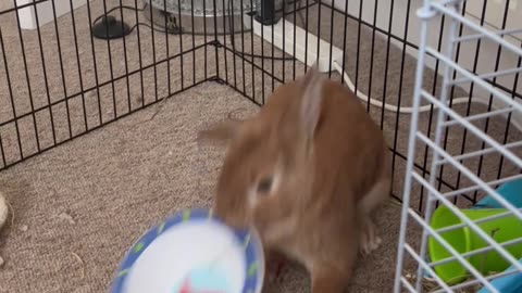 Bunny Throws A Temper Tantrum For More Salad