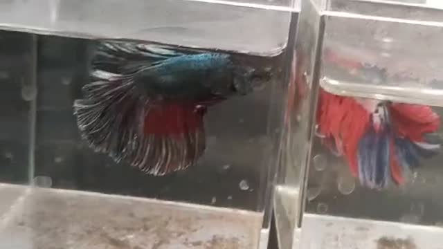 red colored tail fish