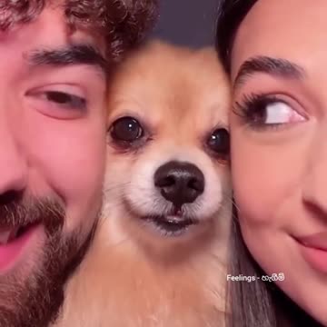 Very cute dog 🐶❤️