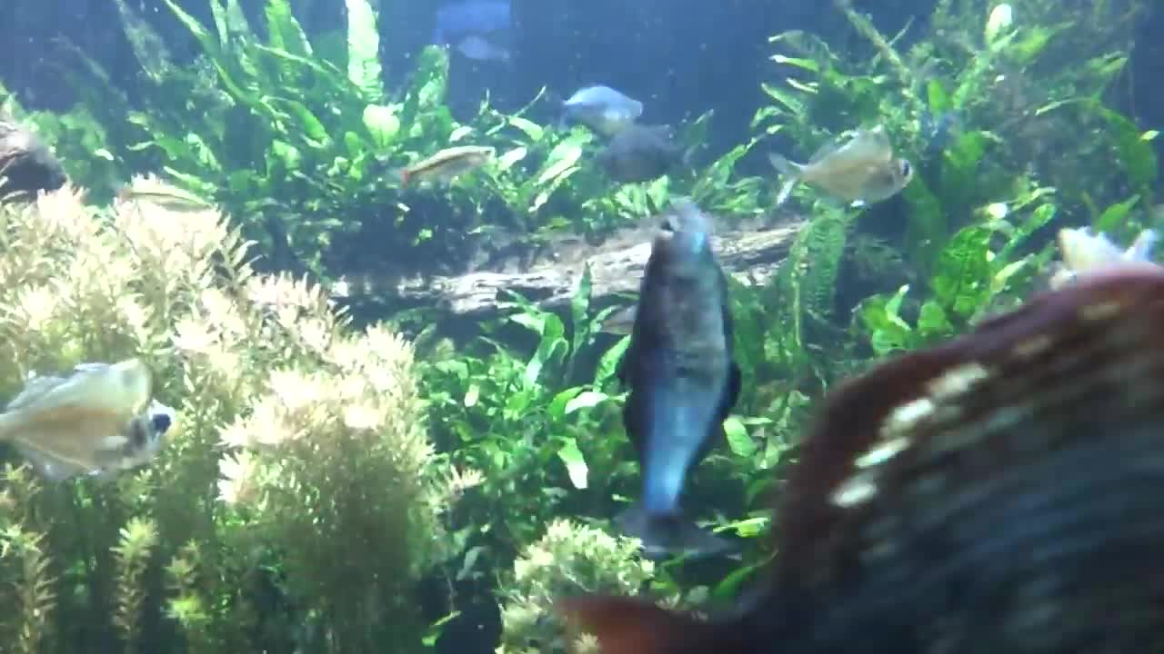 Dancing Fish Stands Out From the Crowd