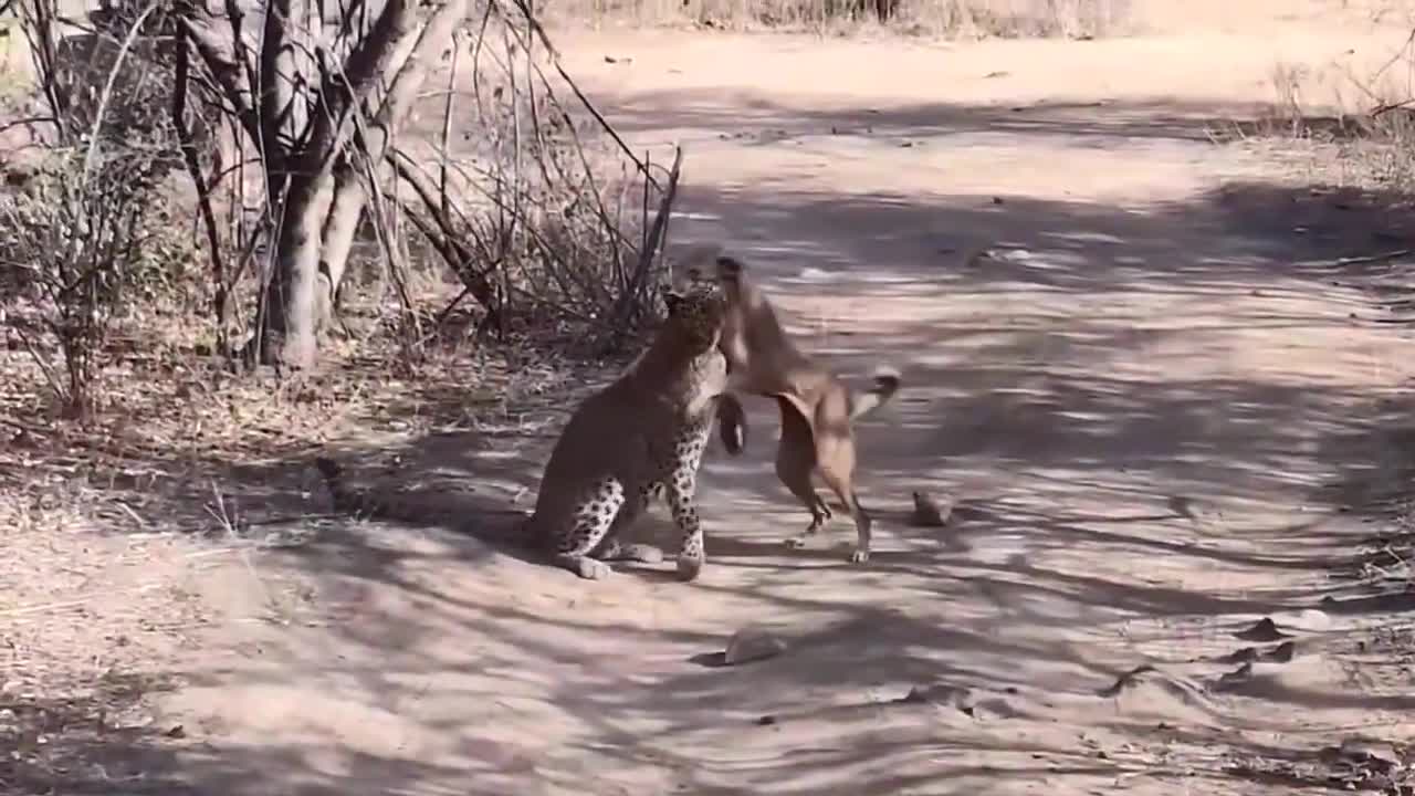 Leopardo Caçando Cachorro