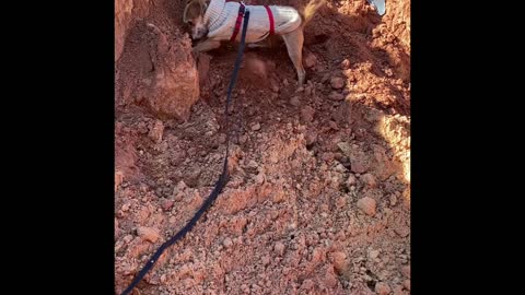 Terrier Skippy in the Sand