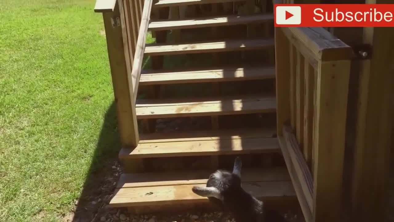 Crazy goats, what's wrong with them