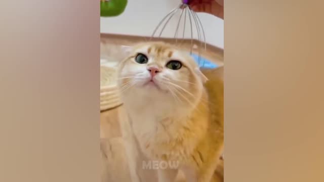 Funniest Animals - Best Of The 2021 Funny Animal Videos 🤣🤣🤣