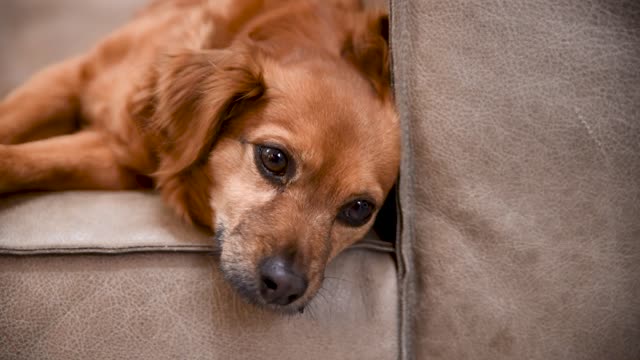 My little cute dog feeling lonely in the house