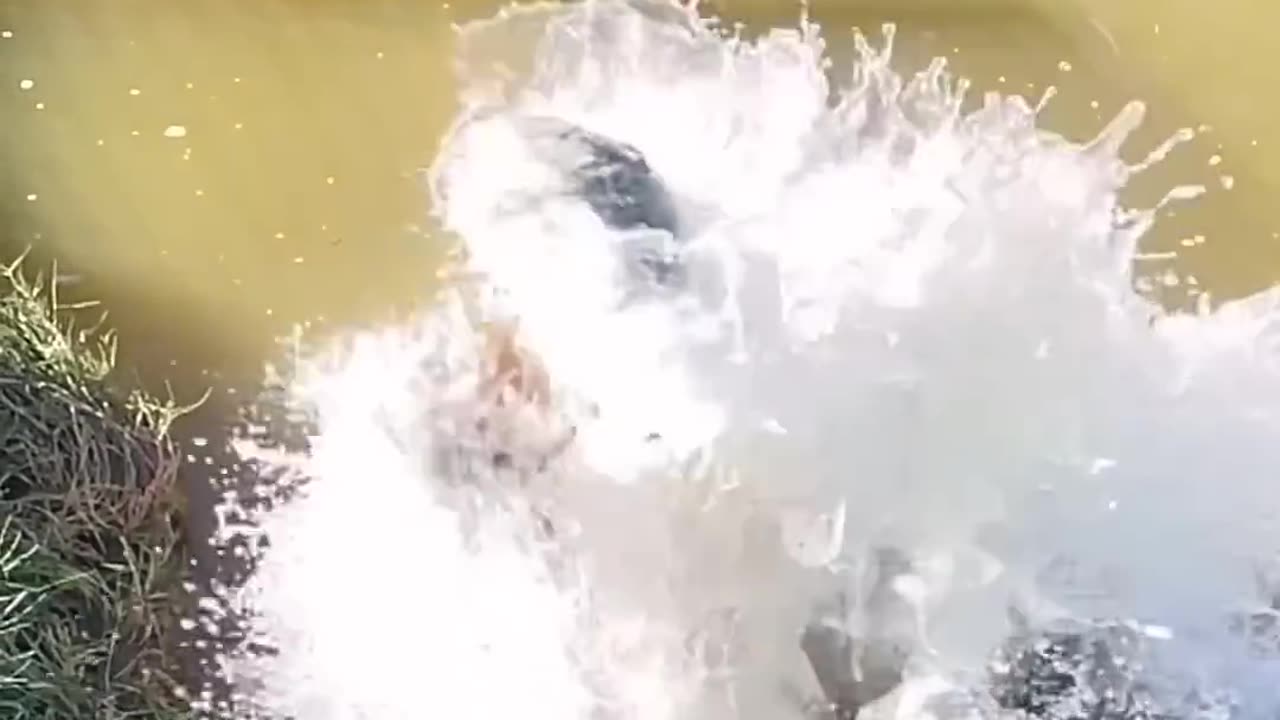 Crocodile