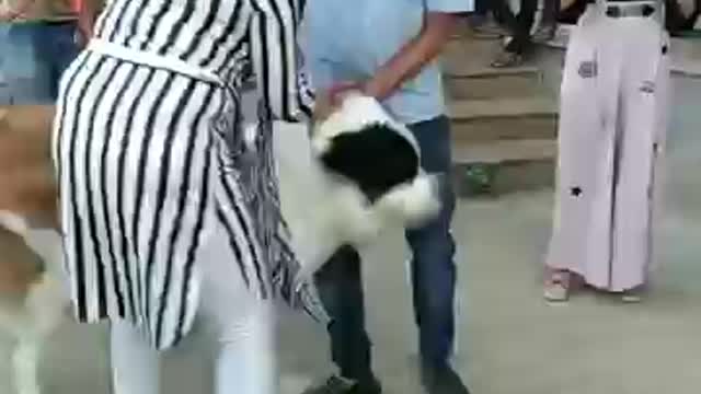 Saint bernard vs german shepherd